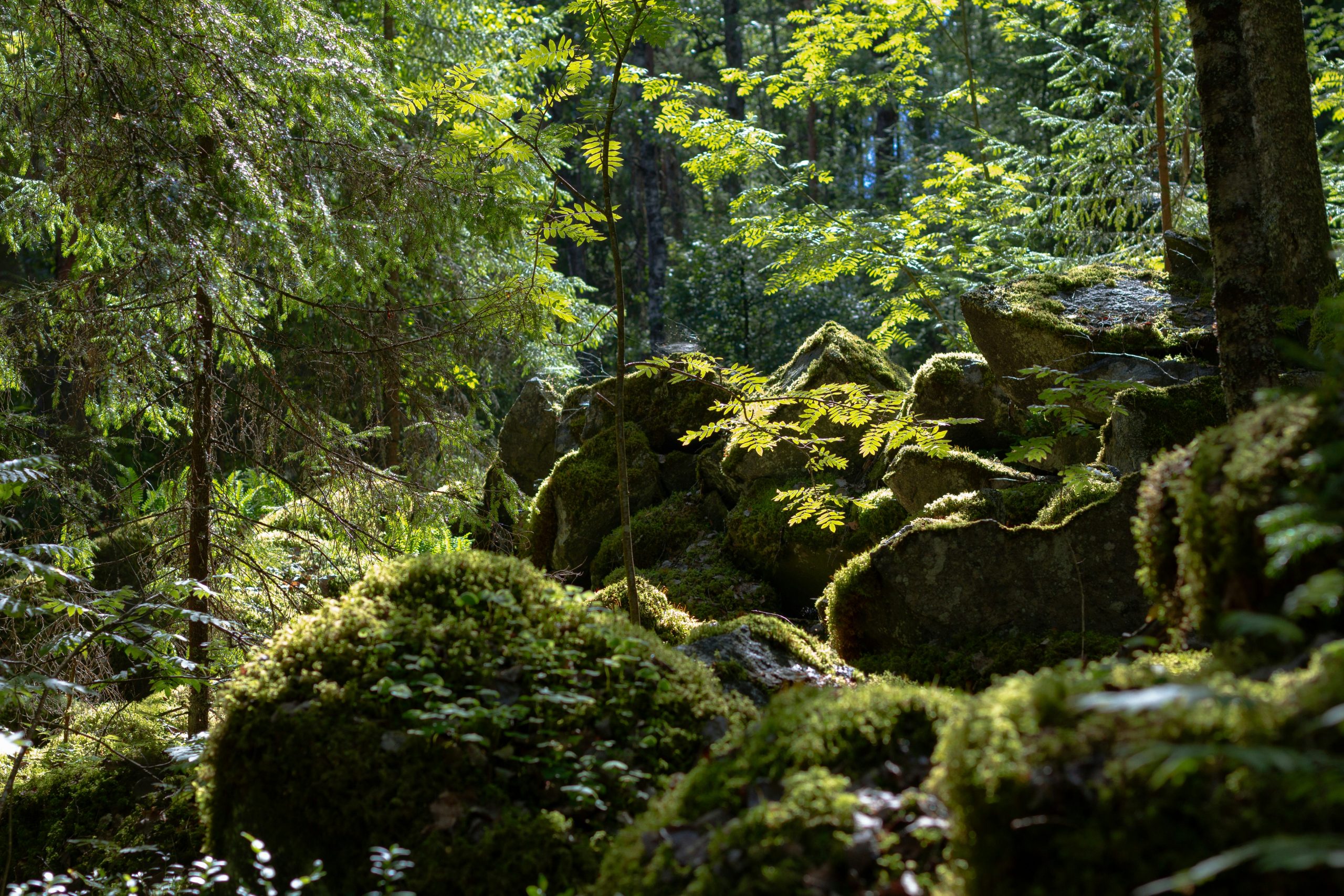Jungle